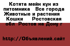 Котята мейн-кун из питомника - Все города Животные и растения » Кошки   . Ростовская обл.,Ростов-на-Дону г.